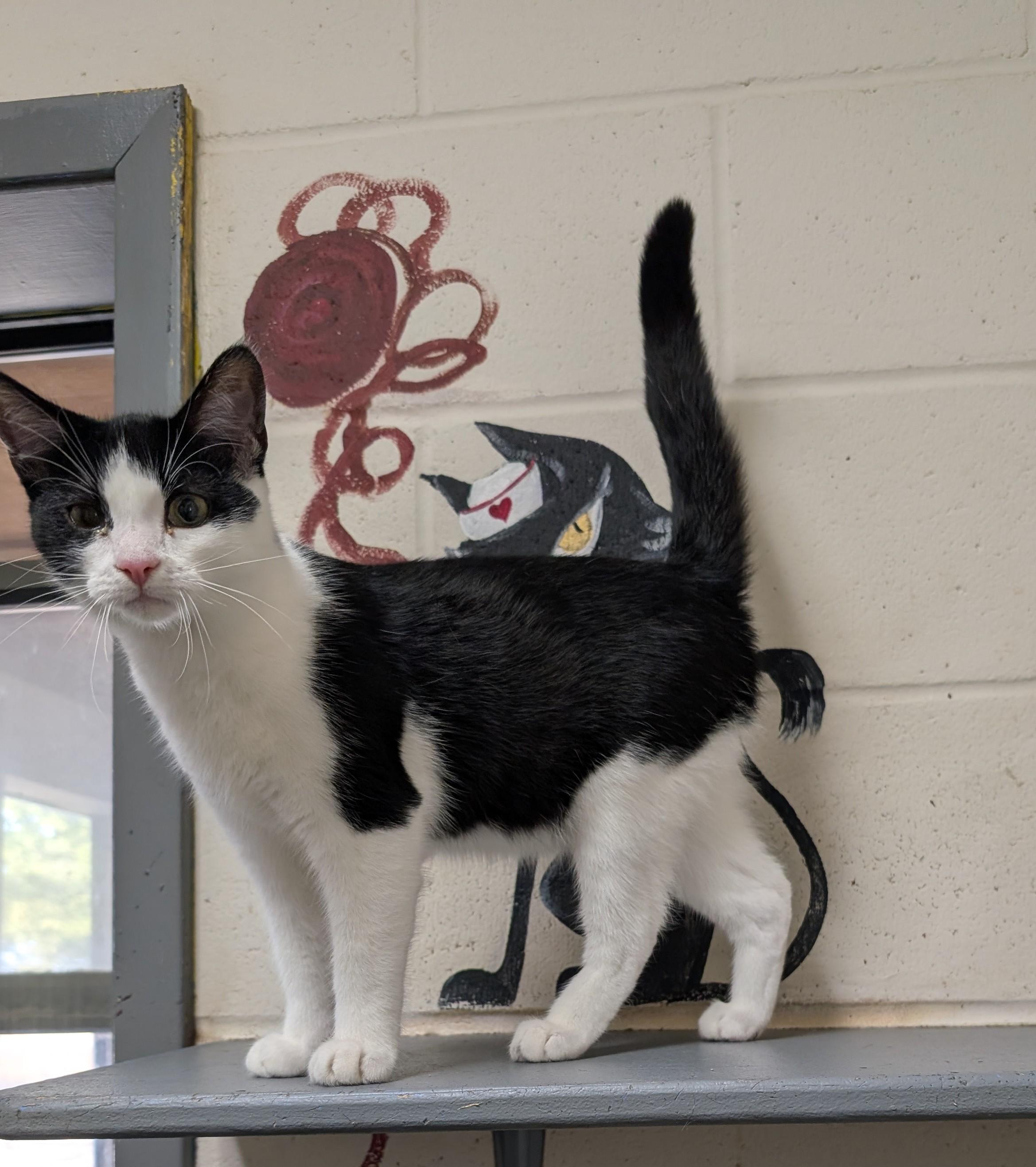 Enlarge Rocky, a Adoptable Domestic Short Hair in Parsons, KS image 1/1