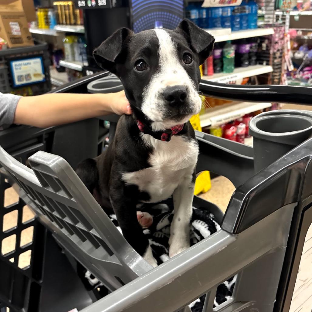 Static/Bennie, Adoptable, Puppy Male Mixed Breed.