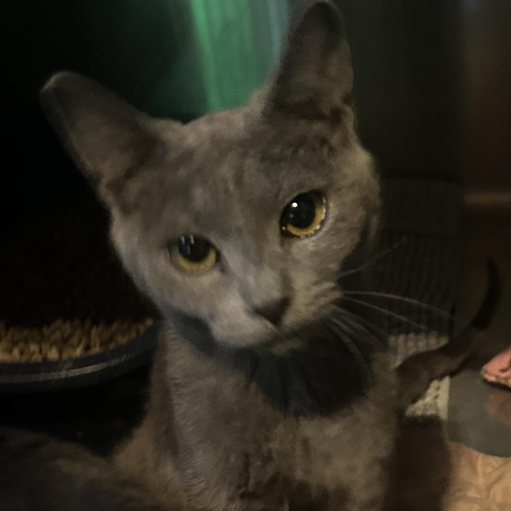 Enlarge Mouse, a Adoptable Domestic Short Hair in Veneta, OR image 1/2