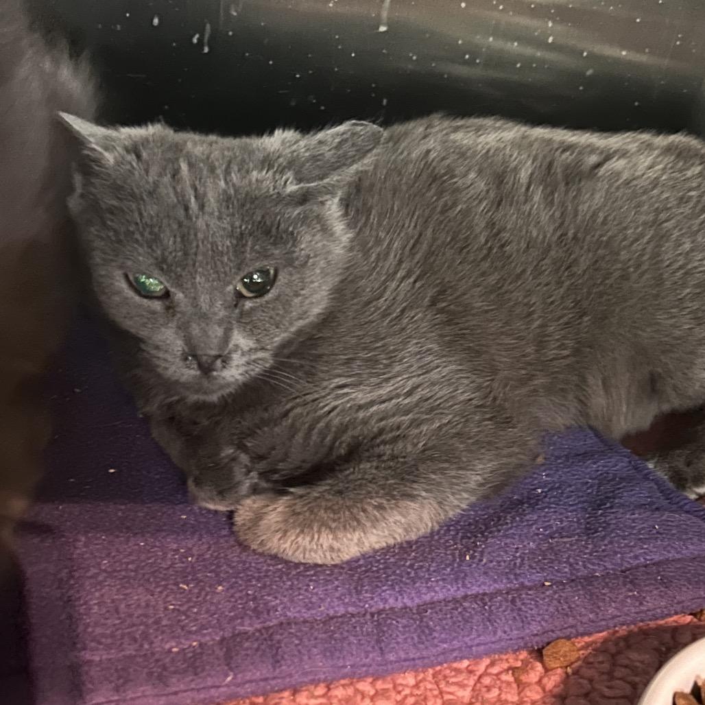 Enlarge Mouse, a Adoptable Domestic Short Hair in Veneta, OR image 2/2