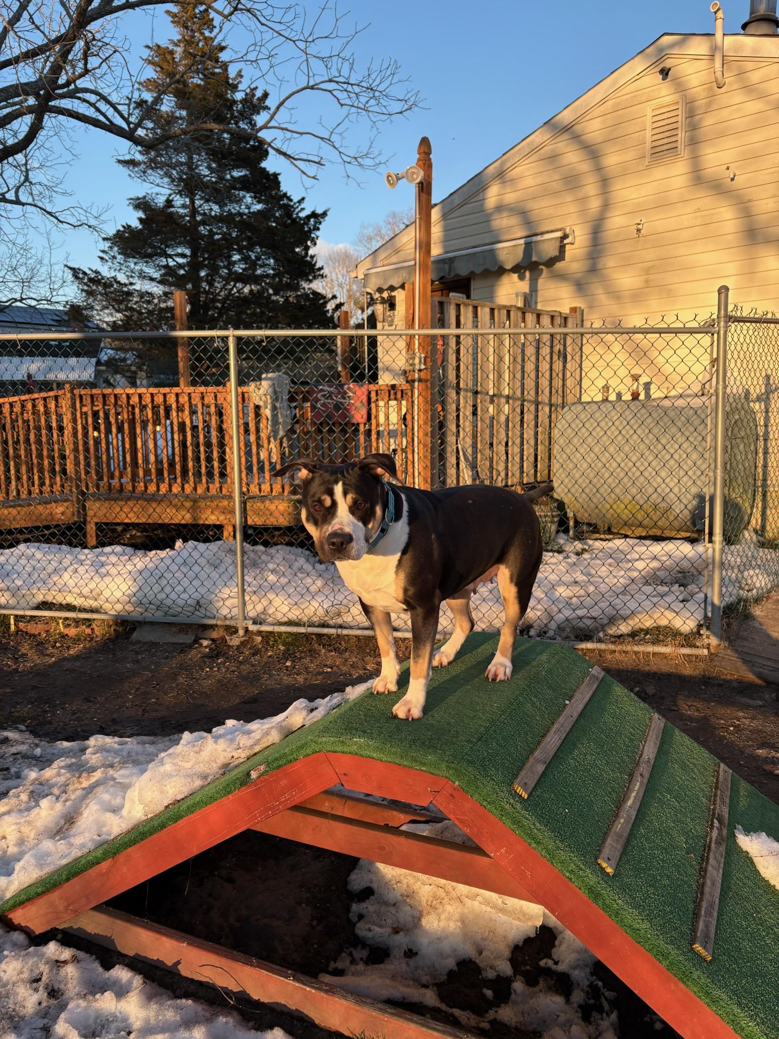 Enlarge Sheera, a ADOPTABLE Mixed Breed in Ridgewood, NY image 5/6