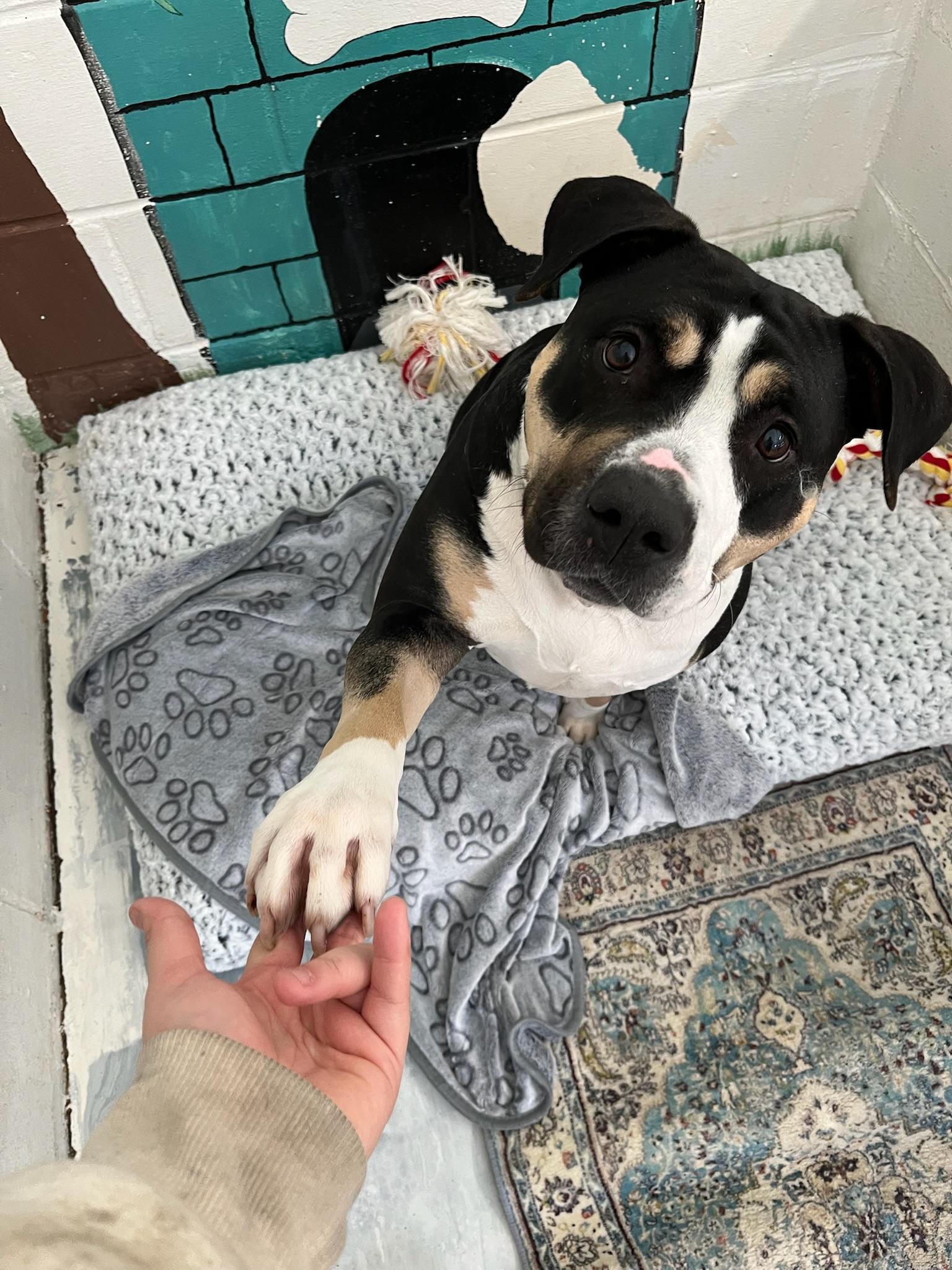 Enlarge Sheera, a ADOPTABLE Mixed Breed in Ridgewood, NY image 6/6