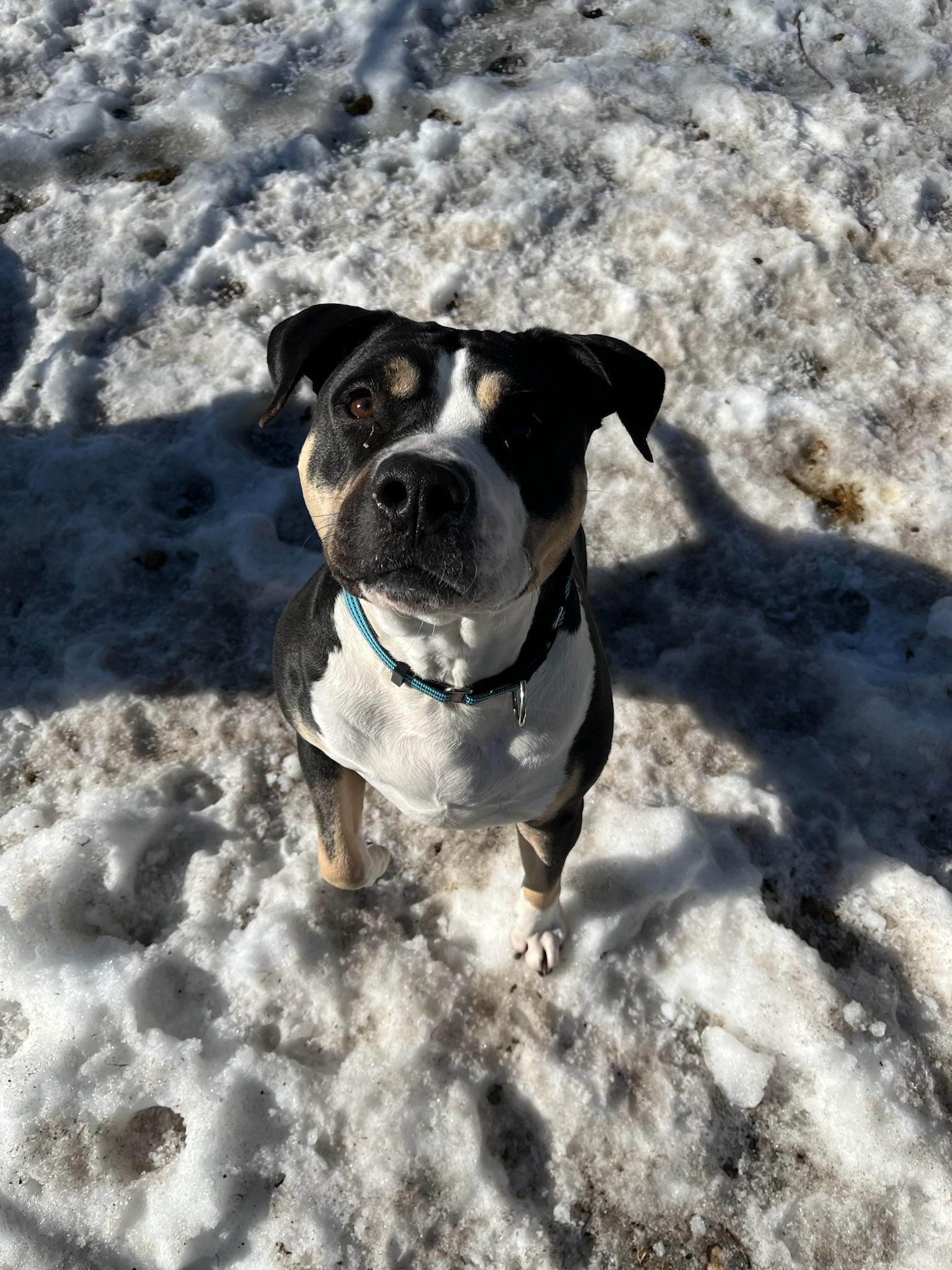 Enlarge Sheera, a ADOPTABLE Mixed Breed in Ridgewood, NY image 4/6