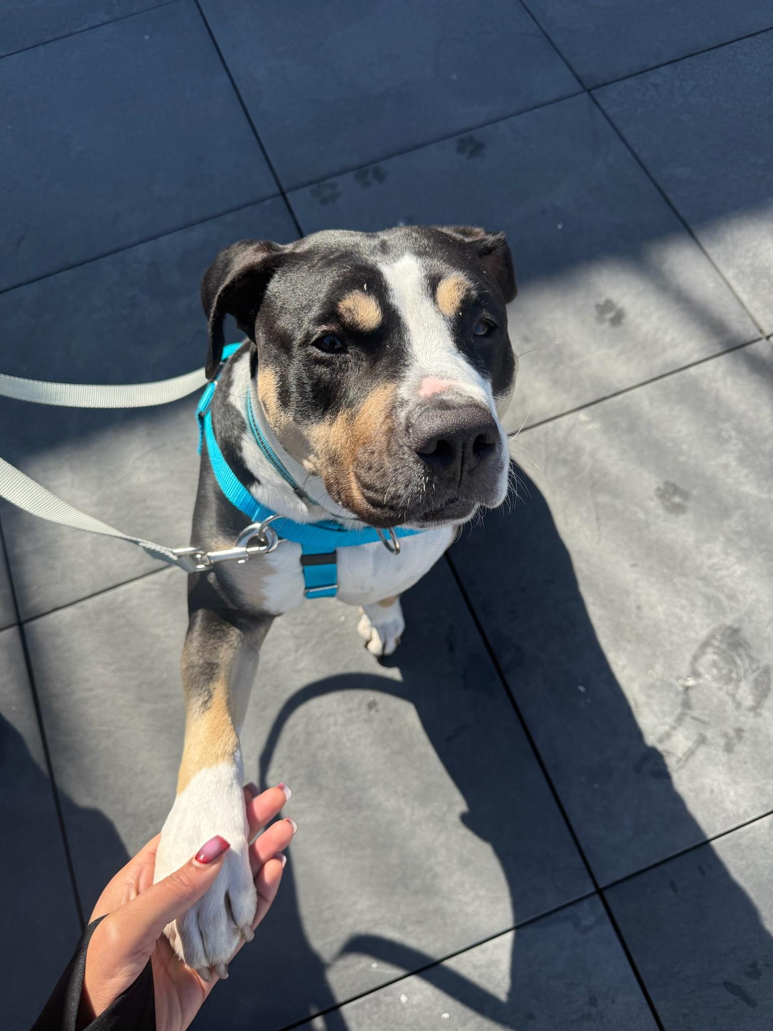 Enlarge Sheera, a ADOPTABLE Mixed Breed in Ridgewood, NY image 2/6