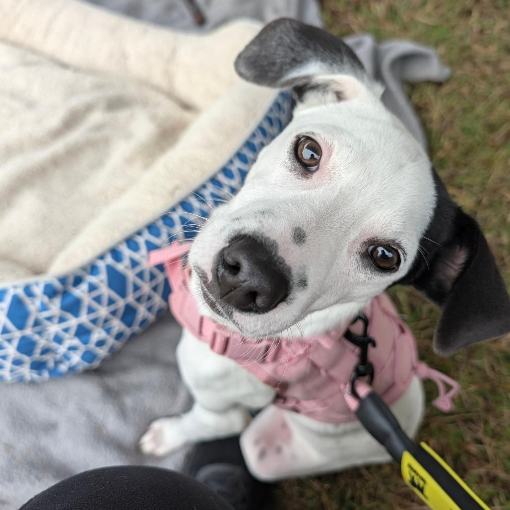 Jean, Adoptable, Puppy Female Feist & Mixed Breed.