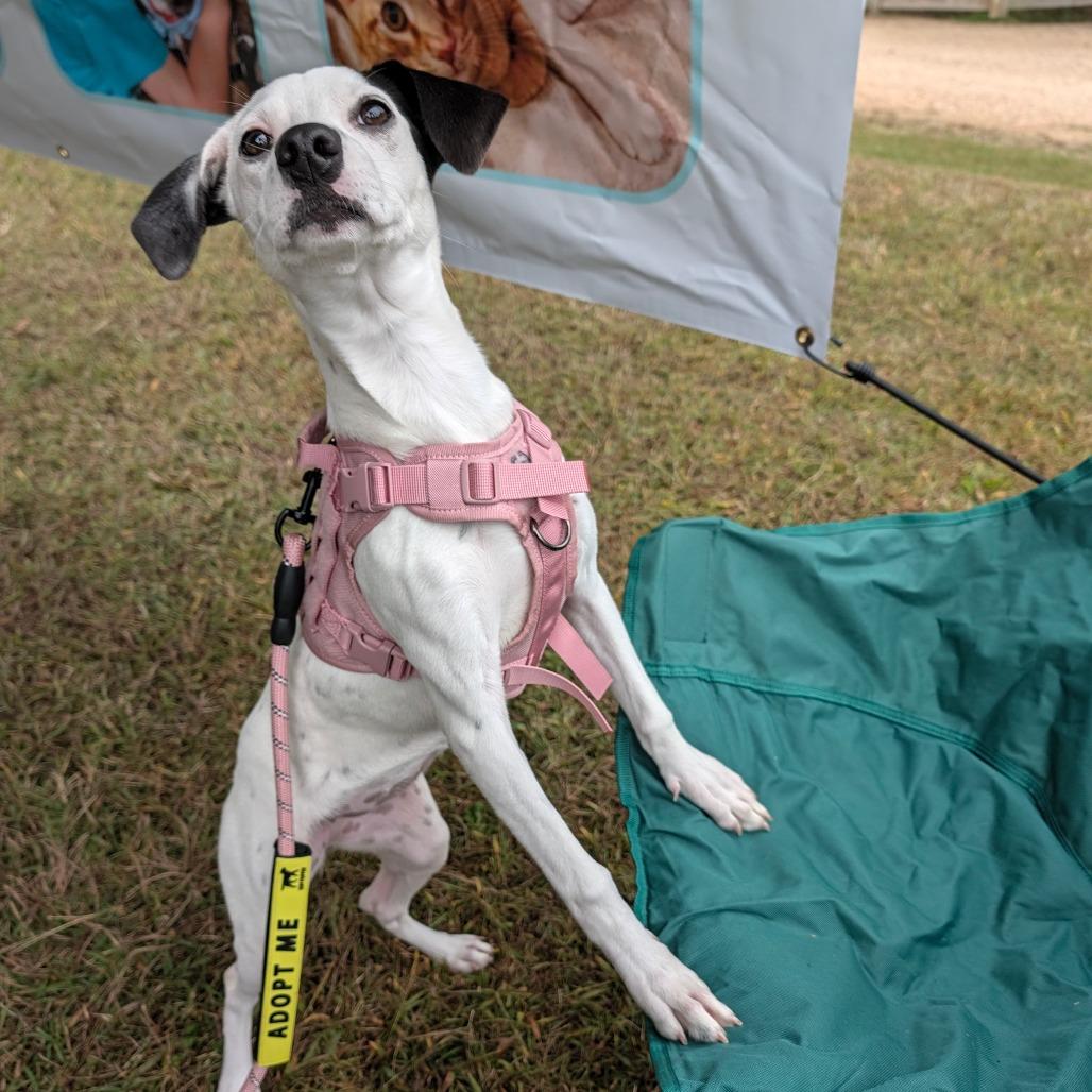 Enlarge Jean, a Adoptable mixed breed in Alexandria, VA image 2/6