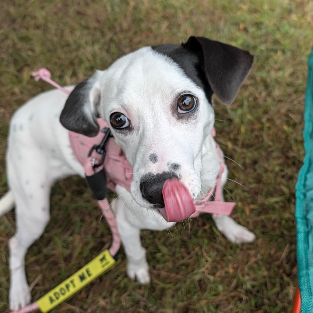 Enlarge Jean, a Adoptable mixed breed in Alexandria, VA image 3/6