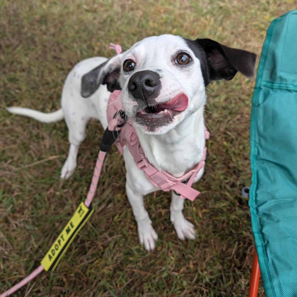 Enlarge Jean, a Adoptable mixed breed in Alexandria, VA image 4/6
