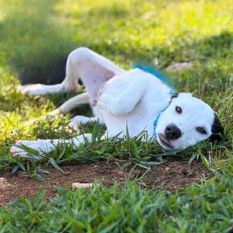Enlarge Jean, a Adoptable mixed breed in Alexandria, VA image 5/6