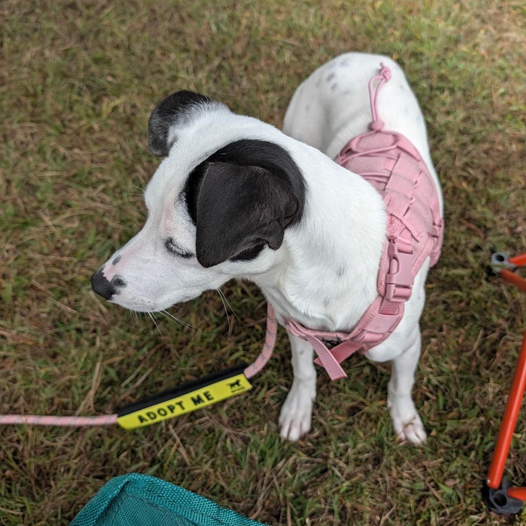 Enlarge Jean, a Adoptable mixed breed in Alexandria, VA image 6/6