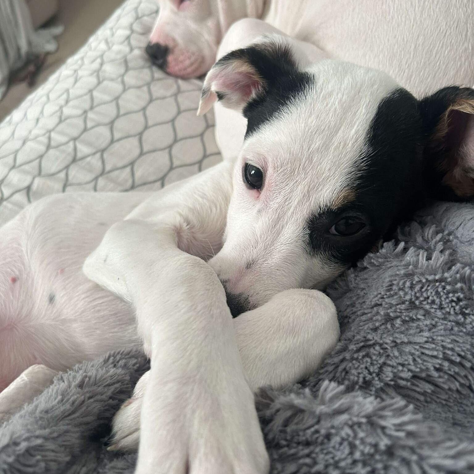 Enlarge Spice, a ADOPTABLE mixed breed in Alma, MI image 1/3