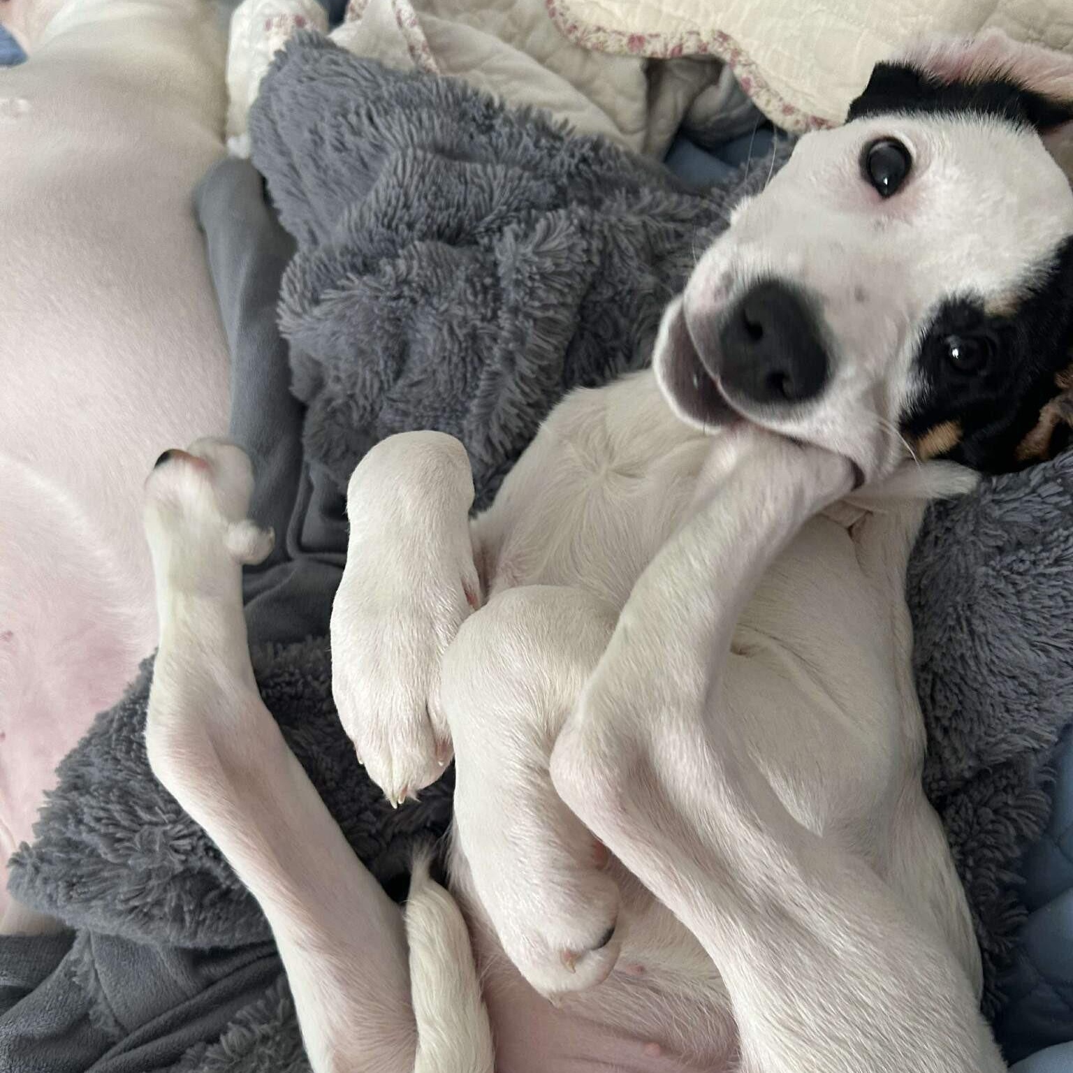 Enlarge Spice, a ADOPTABLE mixed breed in Alma, MI image 2/3