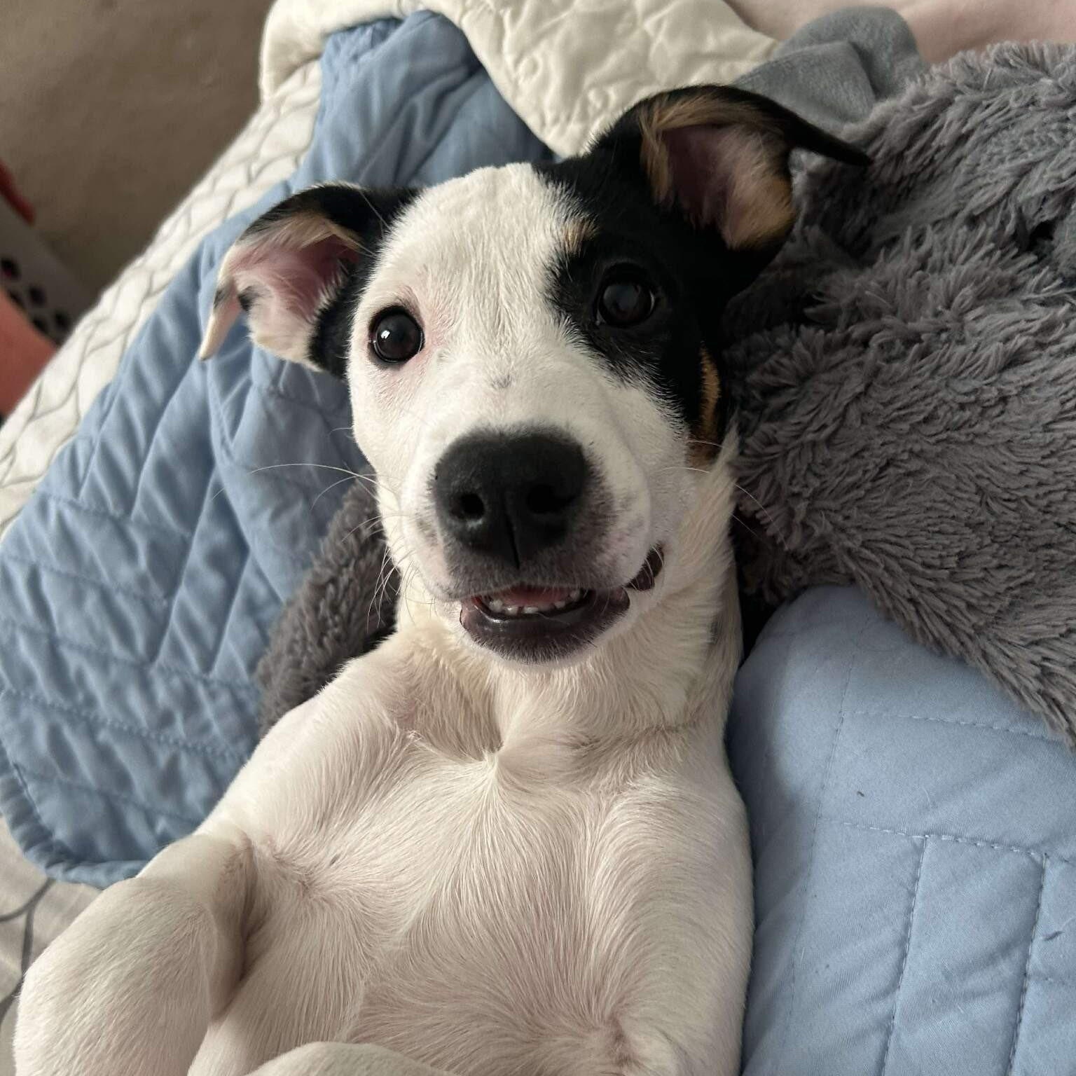 Enlarge Spice, a ADOPTABLE mixed breed in Alma, MI image 3/3