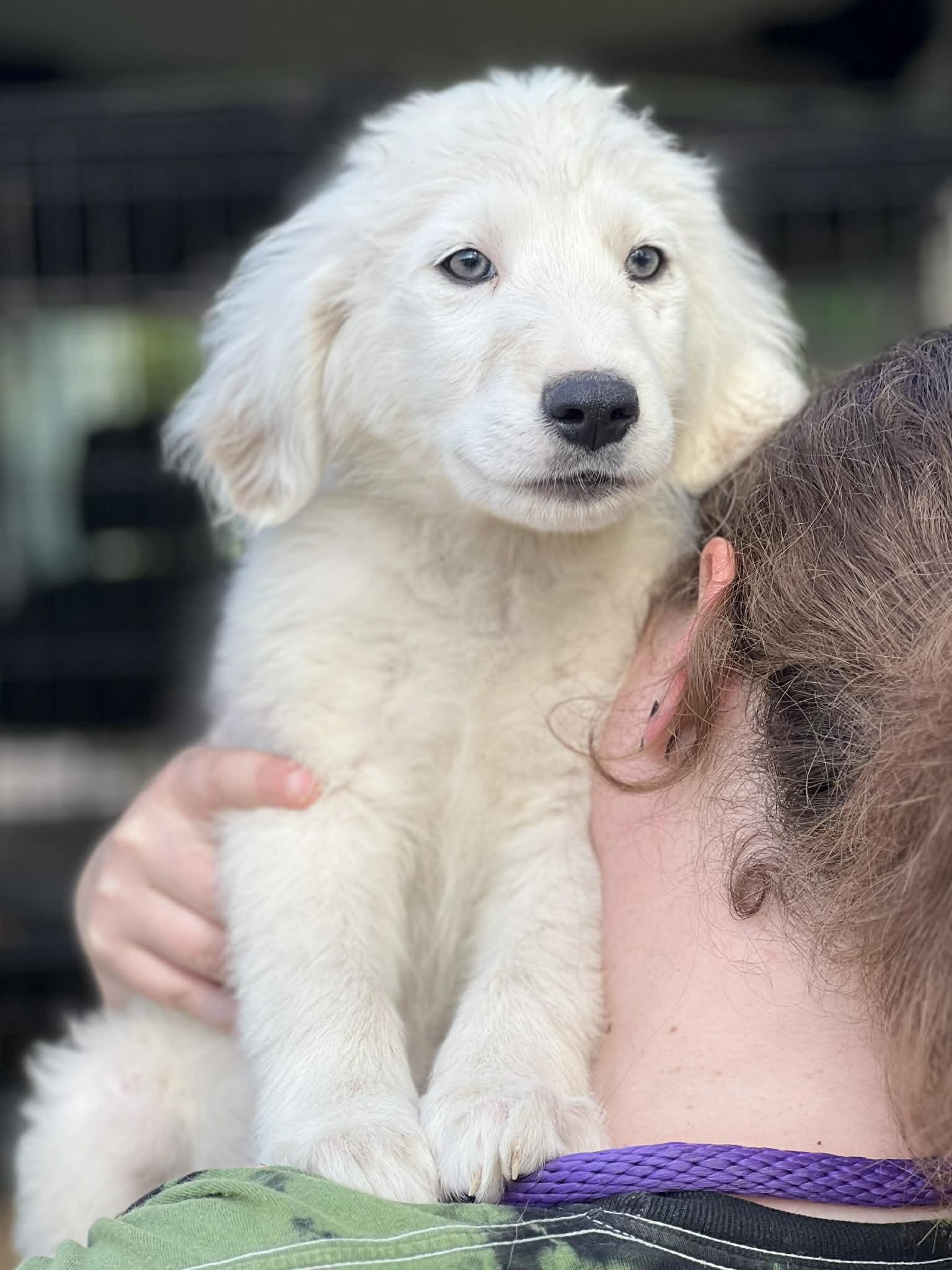 Kimes, a ADOPTABLE mixed breed in Brunswick, ME image 2/2