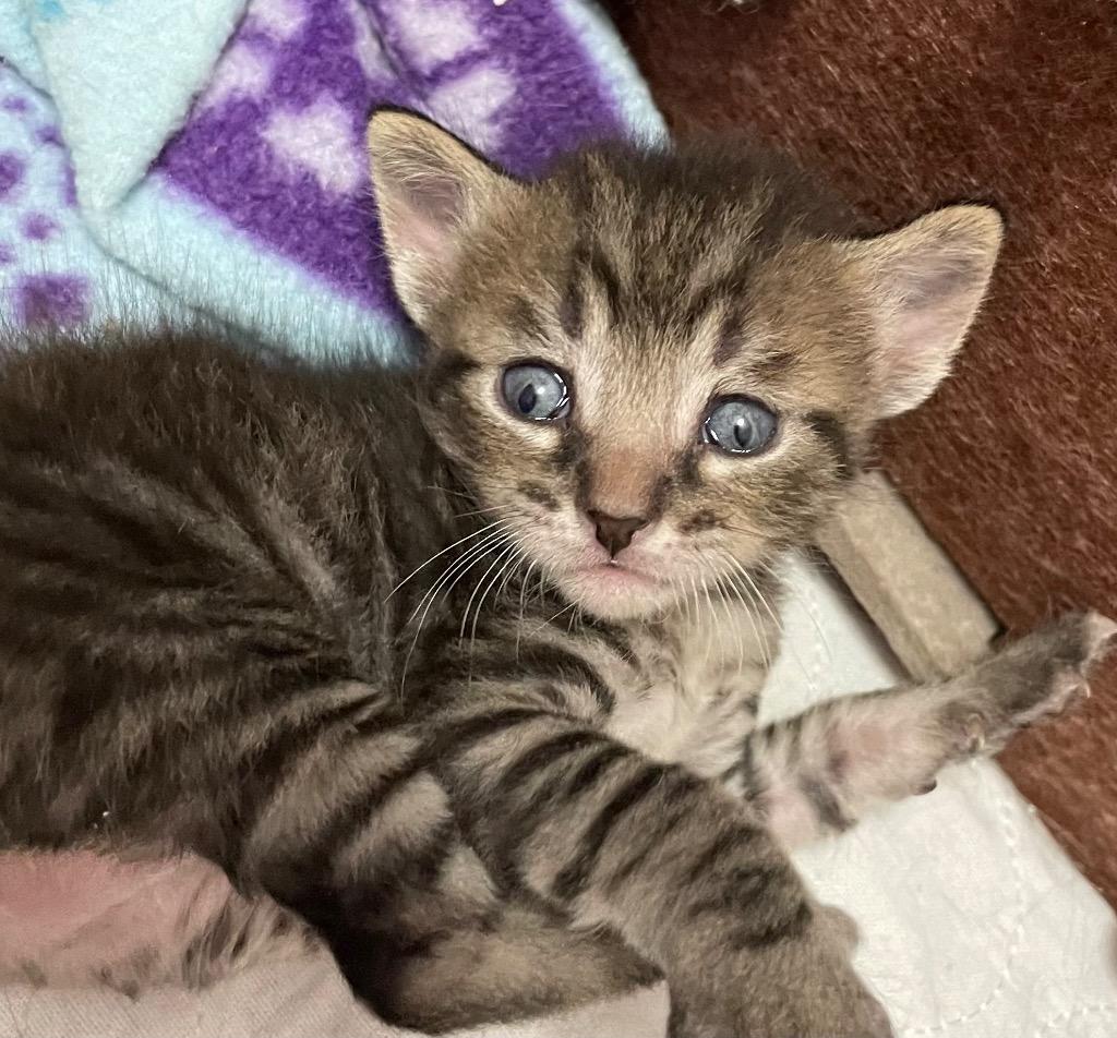 Apex. DT, Adoptable, Kitten Male Domestic Short Hair.