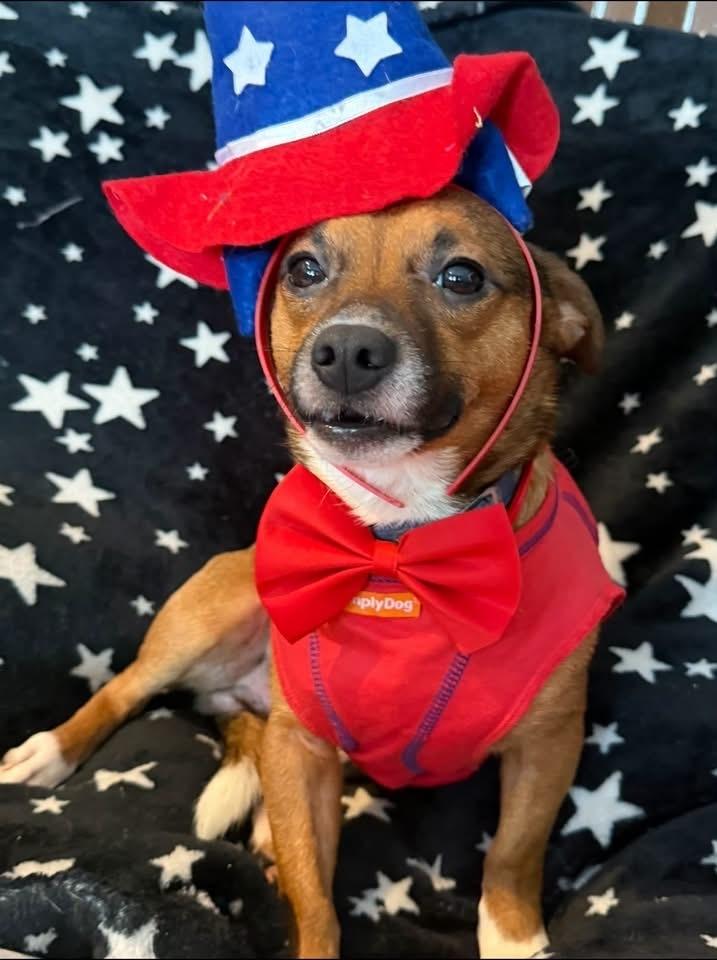 Tubby, Adoptable, Adult Male Chihuahua.