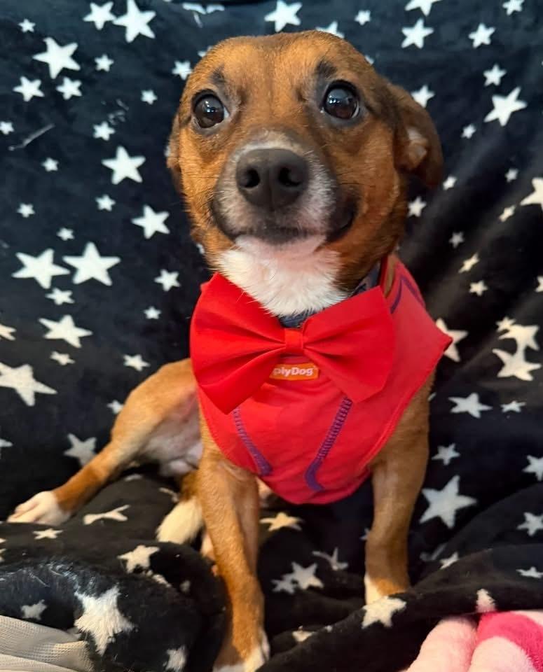 Enlarge Tubby, a Adoptable mixed breed in Scranton, PA image 2/2