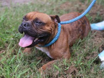 Maeve, a Adoptable mixed breed in Virginia Beach, VA image 1/2