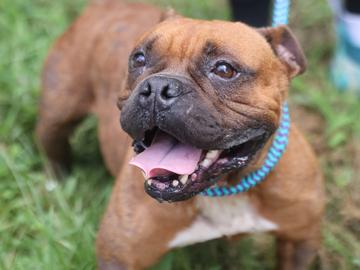 Maeve, a Adoptable mixed breed in Virginia Beach, VA image 2/2