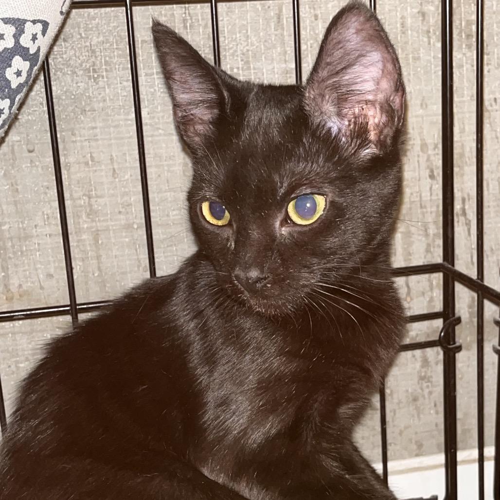 Enlarge Queenie, a Adoptable Domestic Short Hair in New Port Richey, FL image 1/1