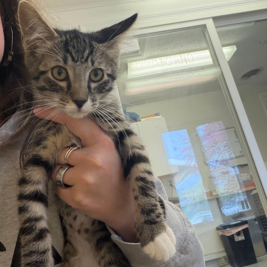Spyro, Adoptable, Kitten Male Domestic Short Hair.