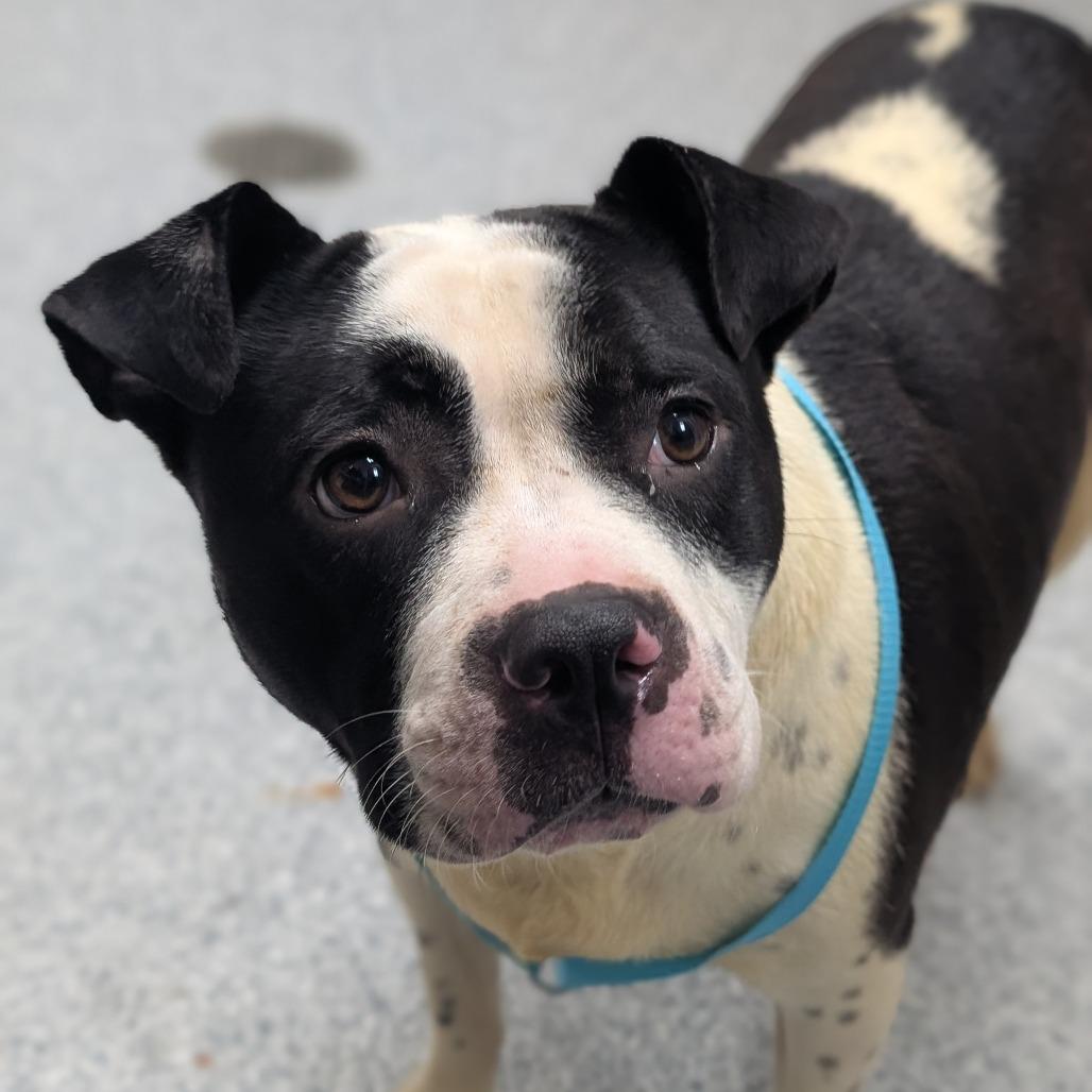 Enlarge Trixie, a Adoptable Pit Bull Terrier in Grand Rapids, MI image 1/1