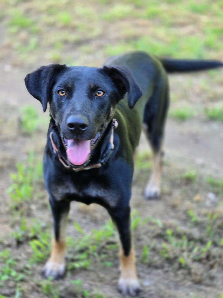 Enlarge Ritzy, a Adoptable mixed breed in Brookshire, TX image 1/6