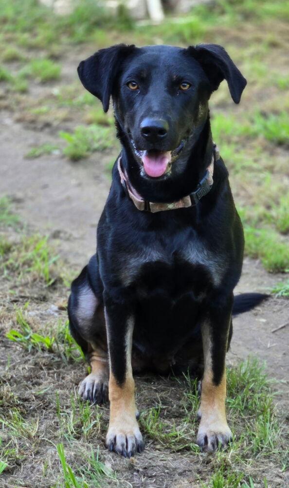 Enlarge Ritzy, a Adoptable mixed breed in Brookshire, TX image 2/6