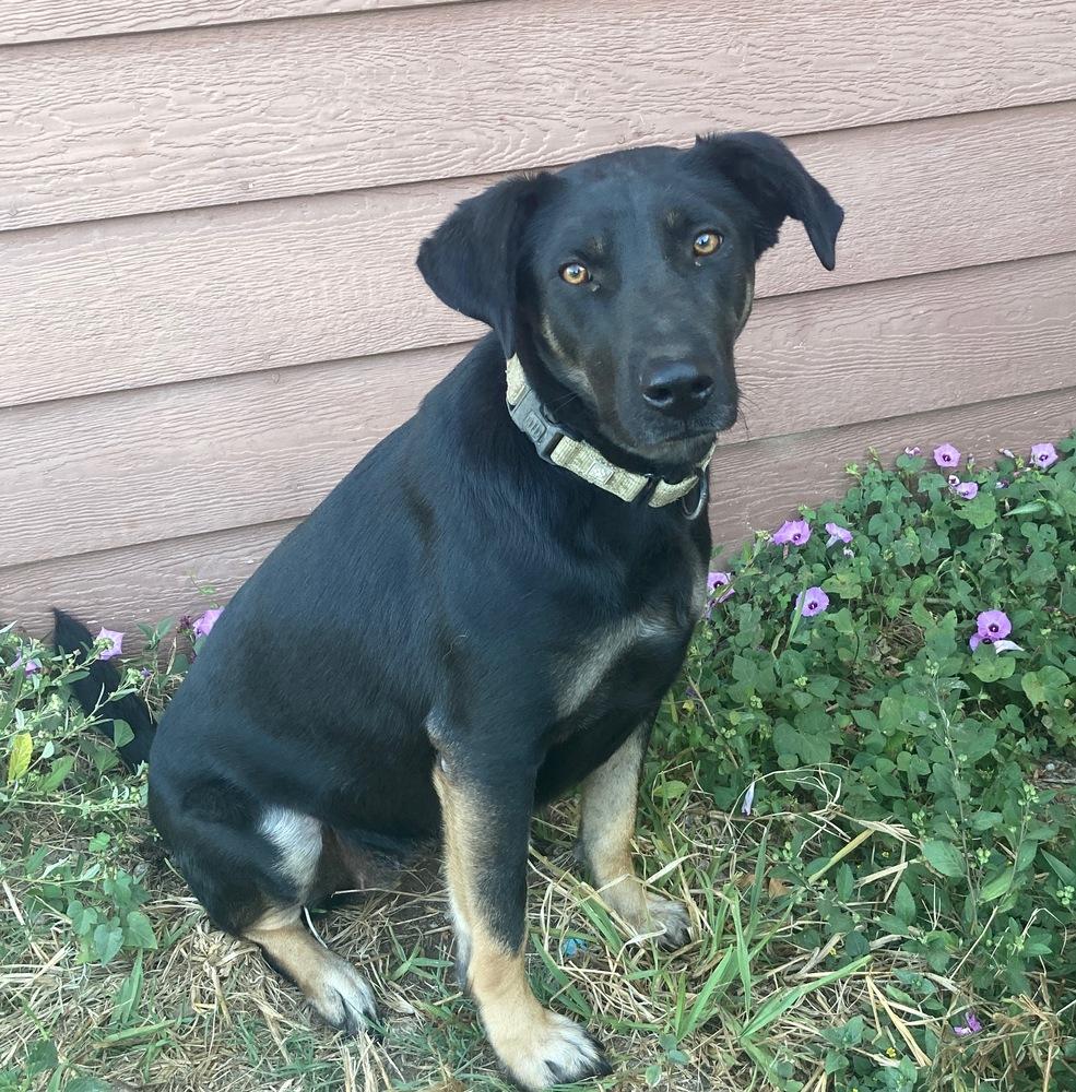 Enlarge Ritzy, a Adoptable mixed breed in Brookshire, TX image 3/6