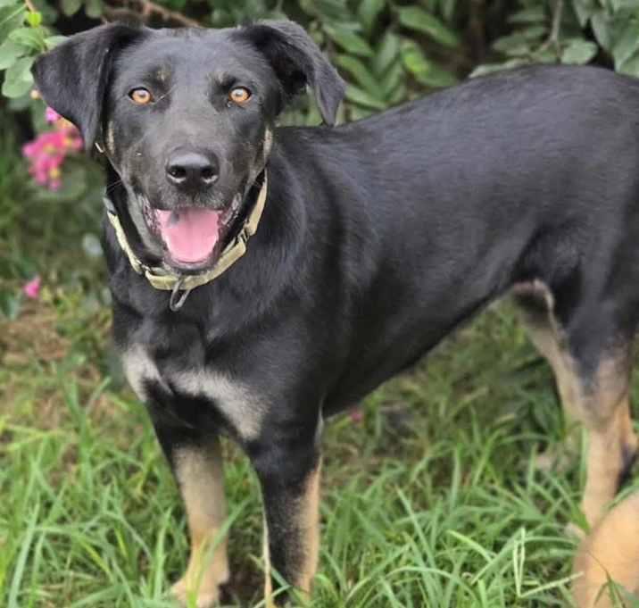 Enlarge Ritzy, a Adoptable mixed breed in Brookshire, TX image 4/6