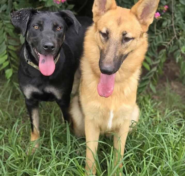 Enlarge Ritzy, a Adoptable mixed breed in Brookshire, TX image 5/6