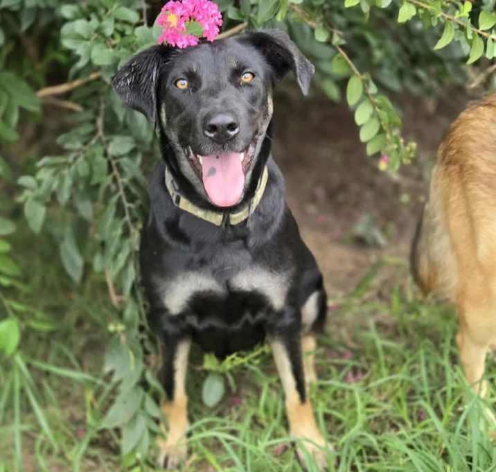 Enlarge Ritzy, a Adoptable mixed breed in Brookshire, TX image 6/6