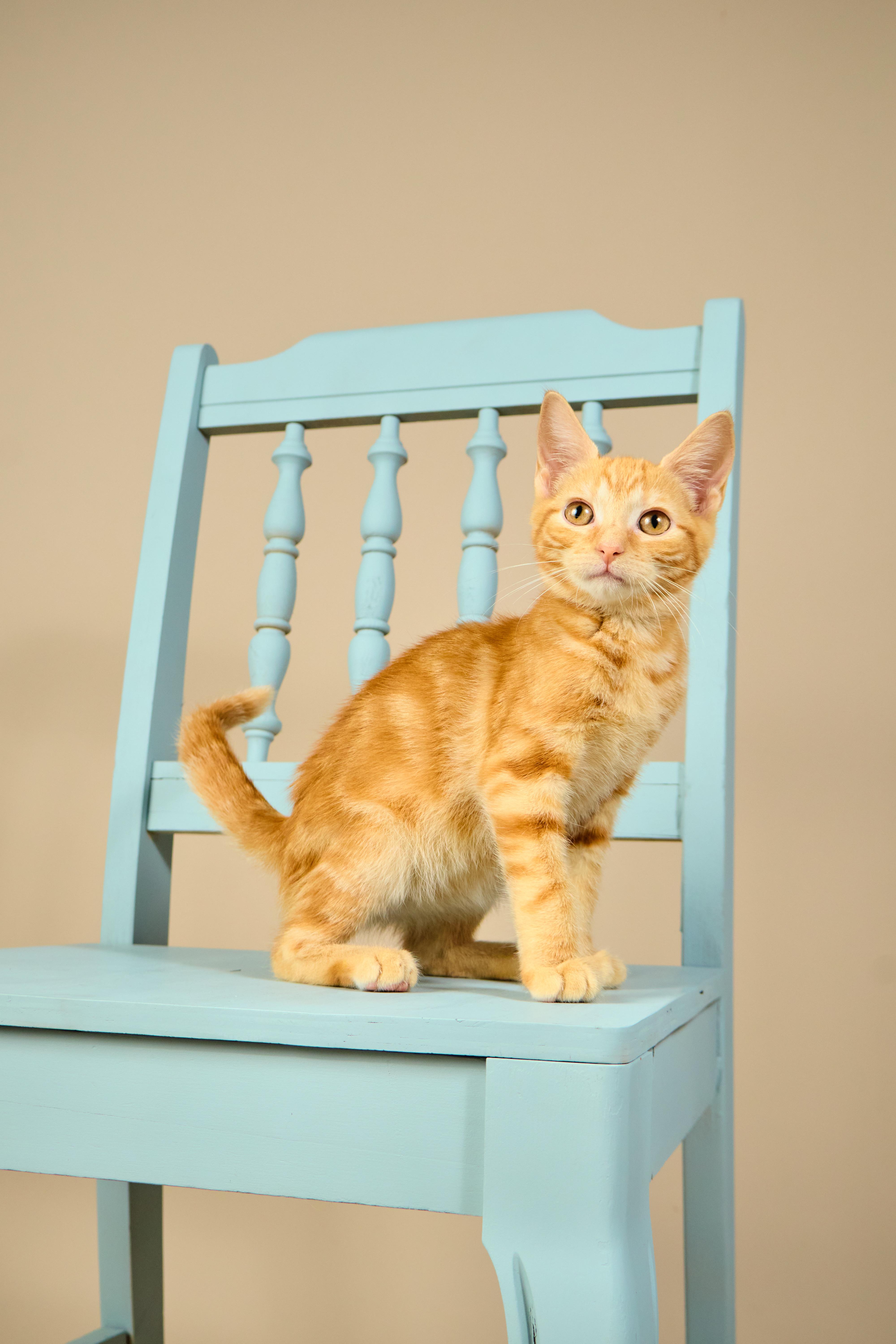 Cheeto, a ADOPTABLE mixed breed in Waxhaw, NC image 3/6
