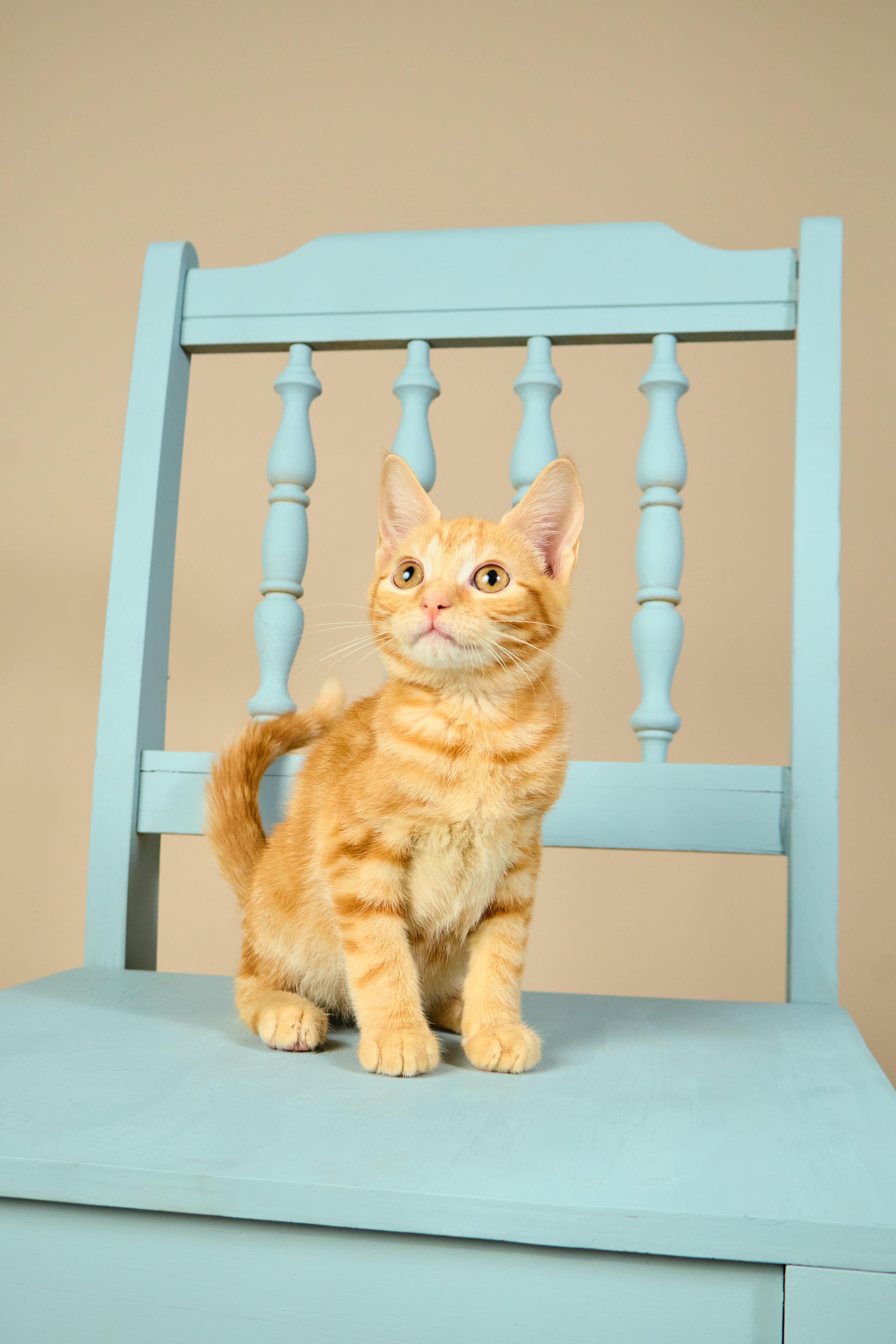 Cheeto, a ADOPTABLE mixed breed in Waxhaw, NC image 4/6