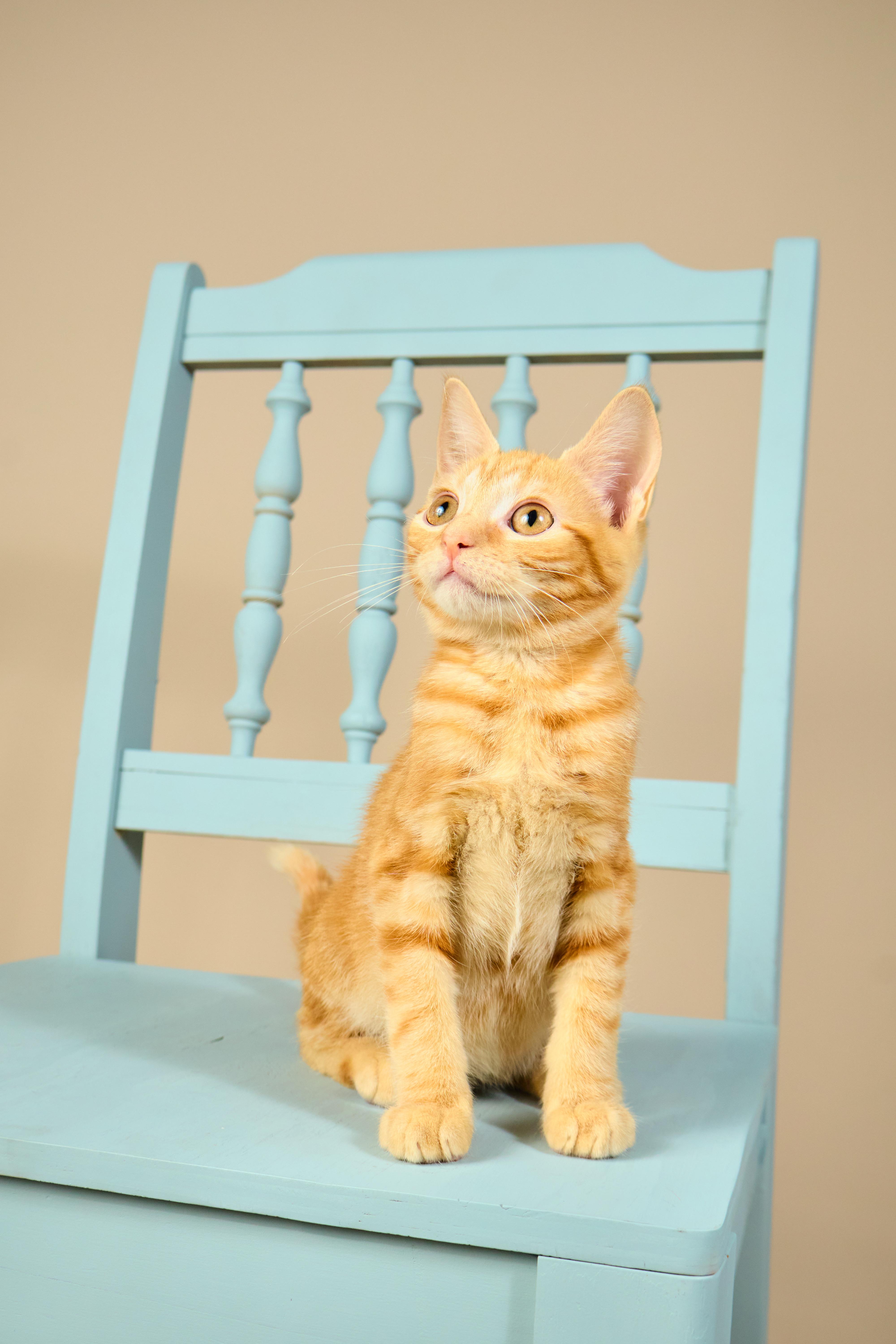 Cheeto, a ADOPTABLE mixed breed in Waxhaw, NC image 5/6