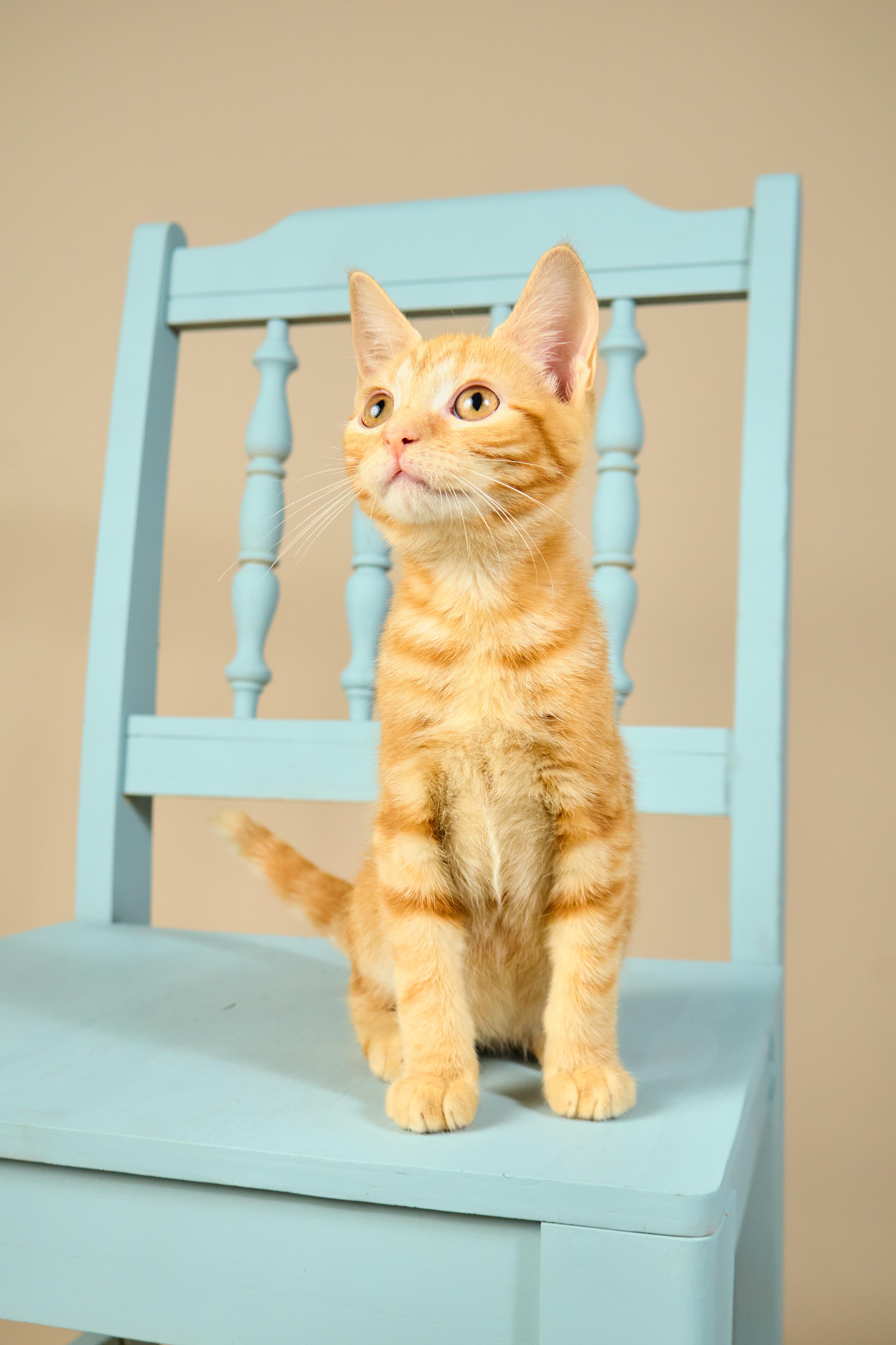 Cheeto, a ADOPTABLE mixed breed in Waxhaw, NC image 6/6