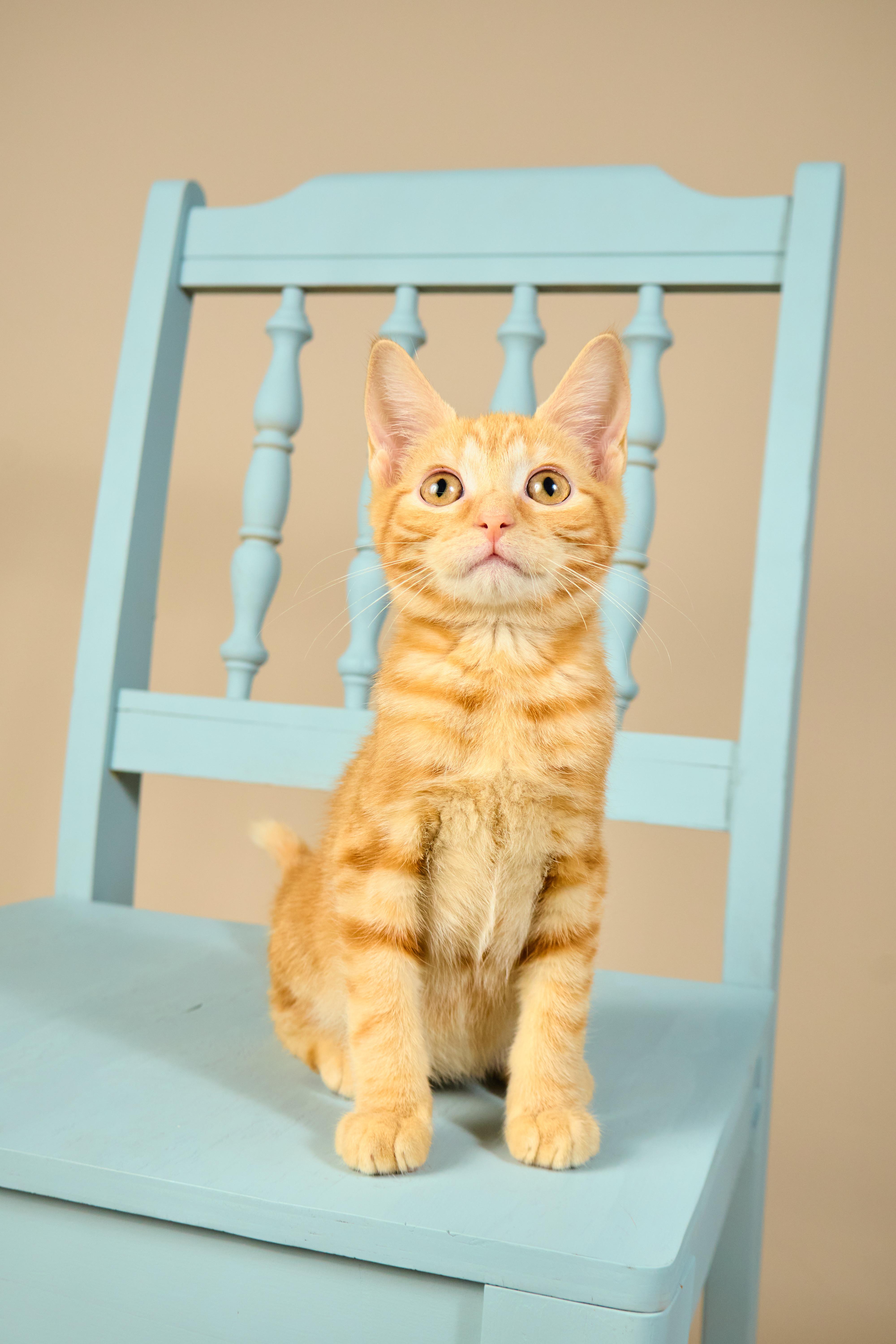 Cheeto, a ADOPTABLE mixed breed in Waxhaw, NC image 1/6