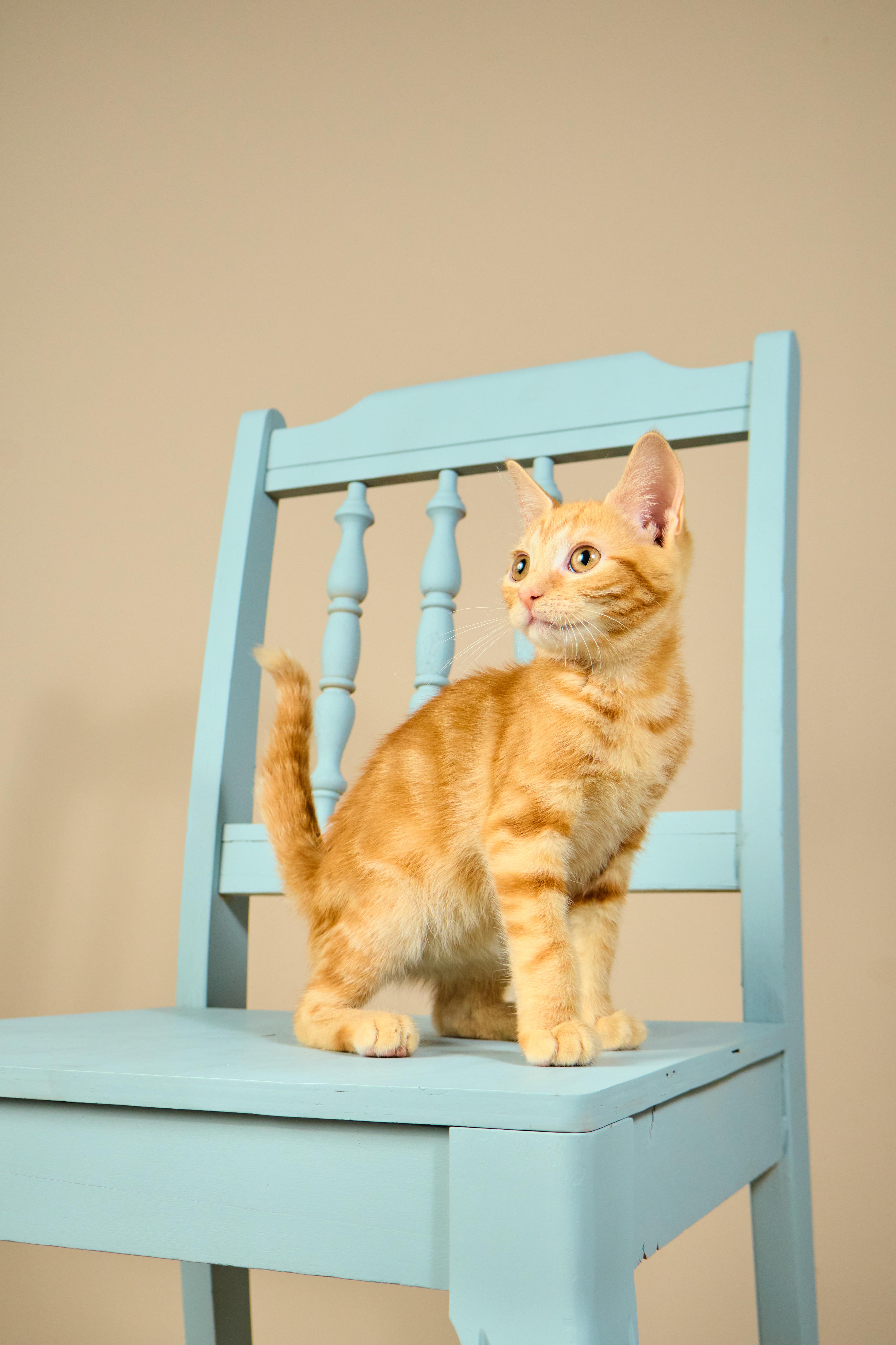 Cheeto, a ADOPTABLE mixed breed in Waxhaw, NC image 2/6