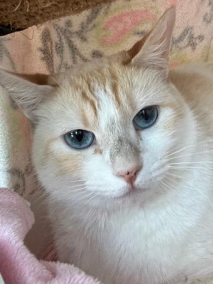 Flash, Adoptable, Adult Female Domestic Short Hair & Domestic Short Hair.