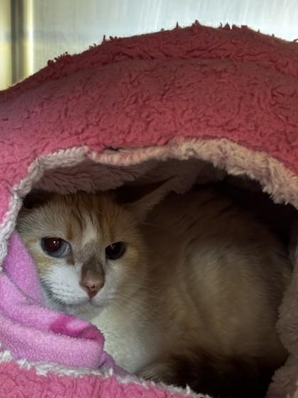 Enlarge Flash, a Adoptable mixed breed in Roseville, CA image 3/3