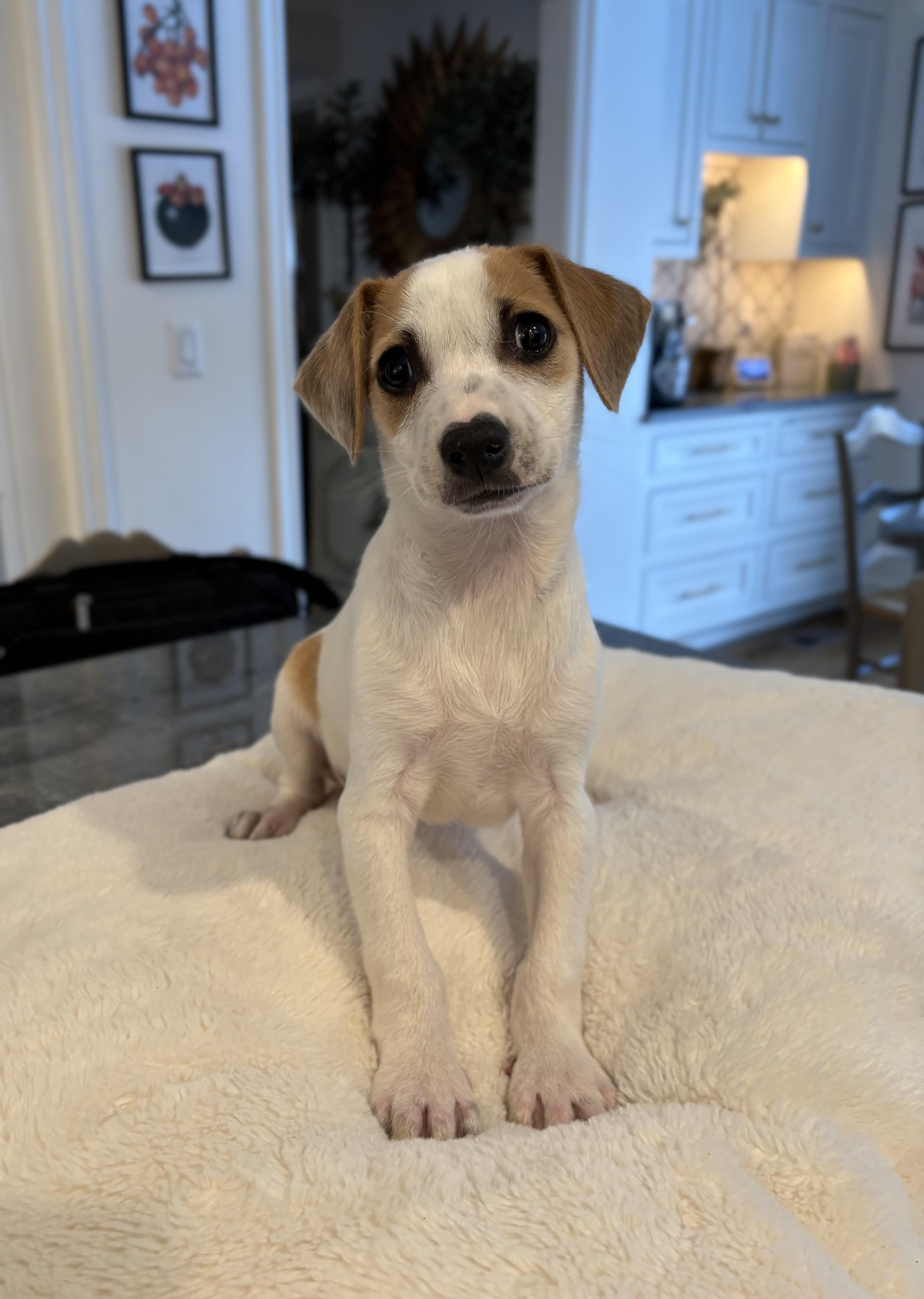 Enlarge FOGHORN, an adopted mixed breed in Branford, CT image 2/2