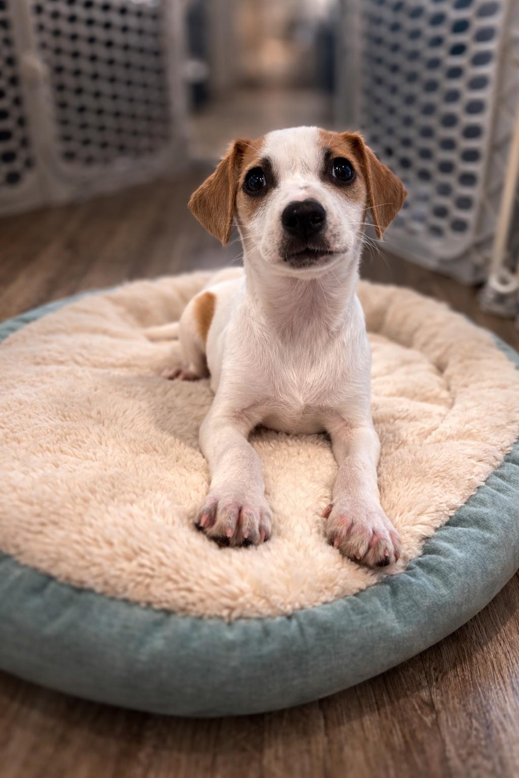 FOGHORN, adopted, Puppy Male Chihuahua & Jack Russell Terrier.