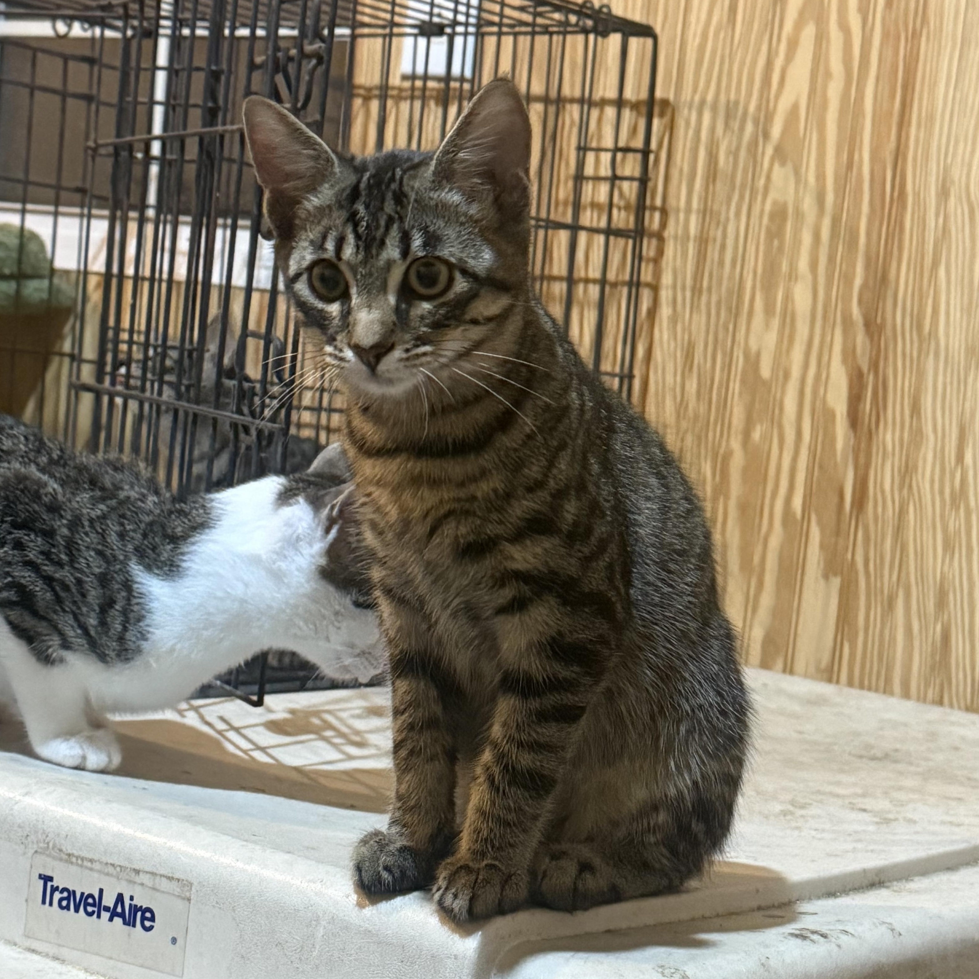 Tiny tim, Adoptable, Young Male Domestic Short Hair.