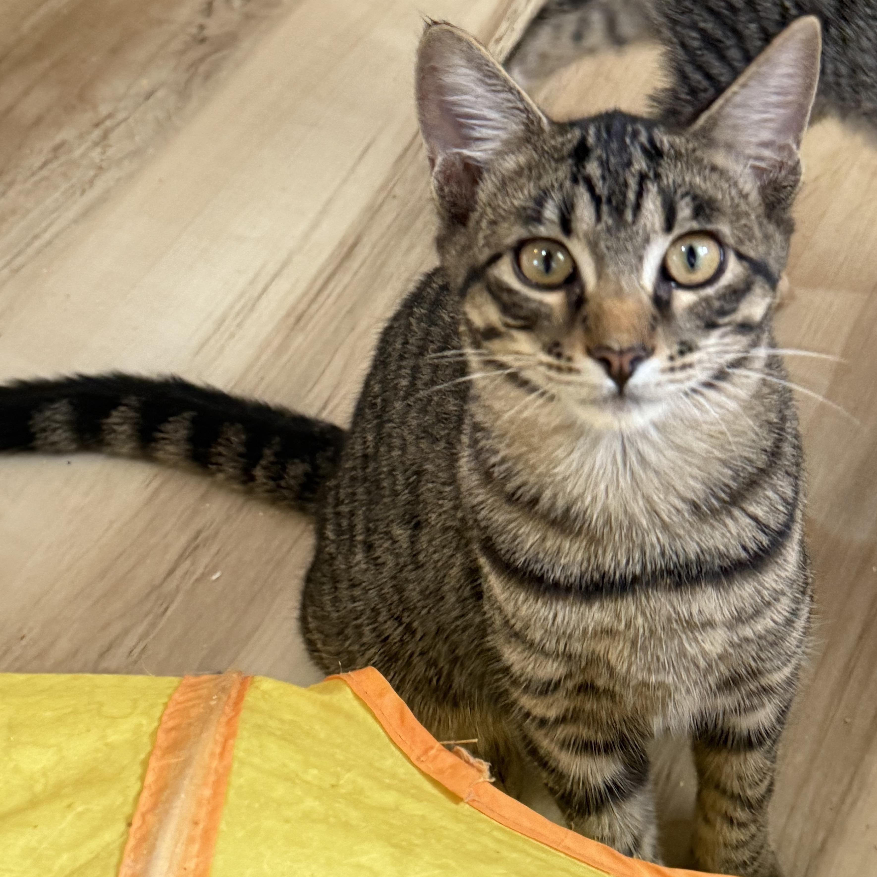 Enlarge Tiny tim, a Adoptable Domestic Short Hair in Anna, TX image 2/2