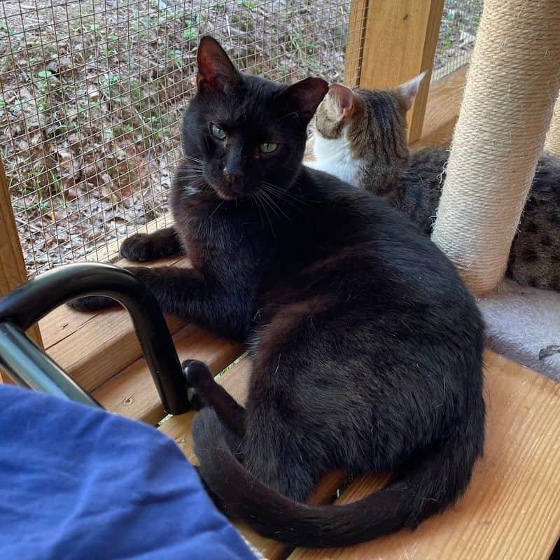 Mr. Pumpkin, a Adoptable American Shorthair in Greenville, SC image 2/3