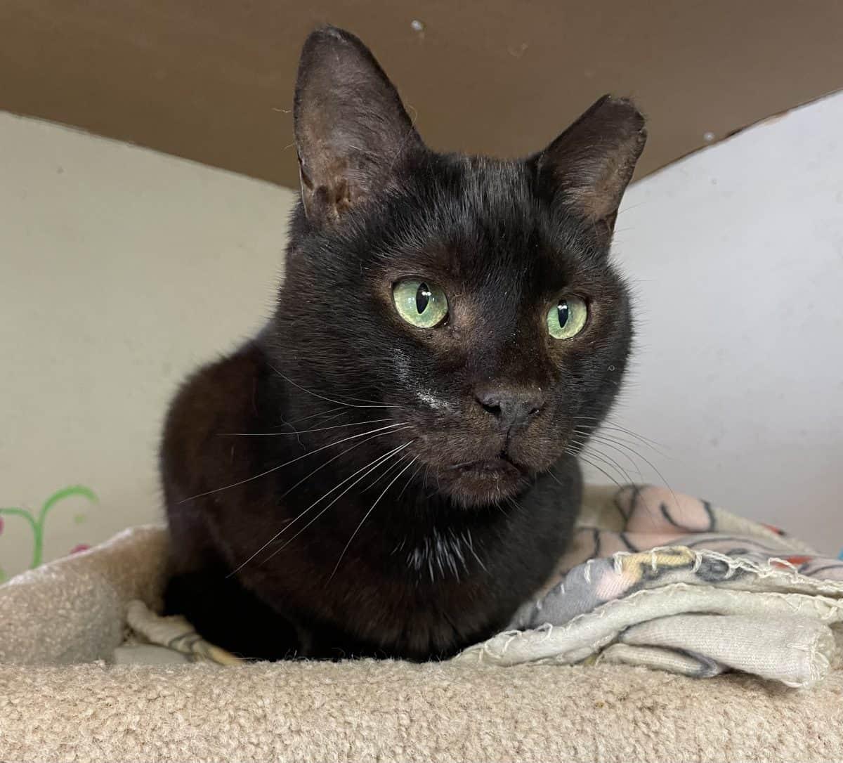Mr. Pumpkin, a Adoptable American Shorthair in Greenville, SC image 3/3