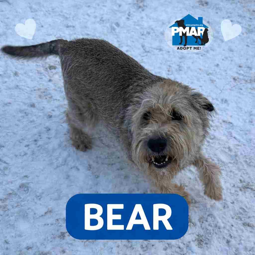 Enlarge Bear, a Adoptable mixed breed in Binghamton, NY image 1/6