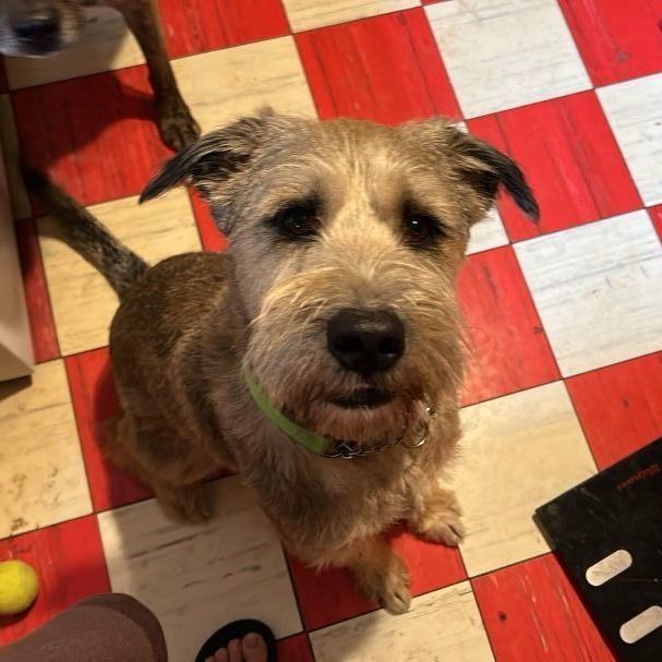 Enlarge Bear, a Adoptable mixed breed in Binghamton, NY image 5/6