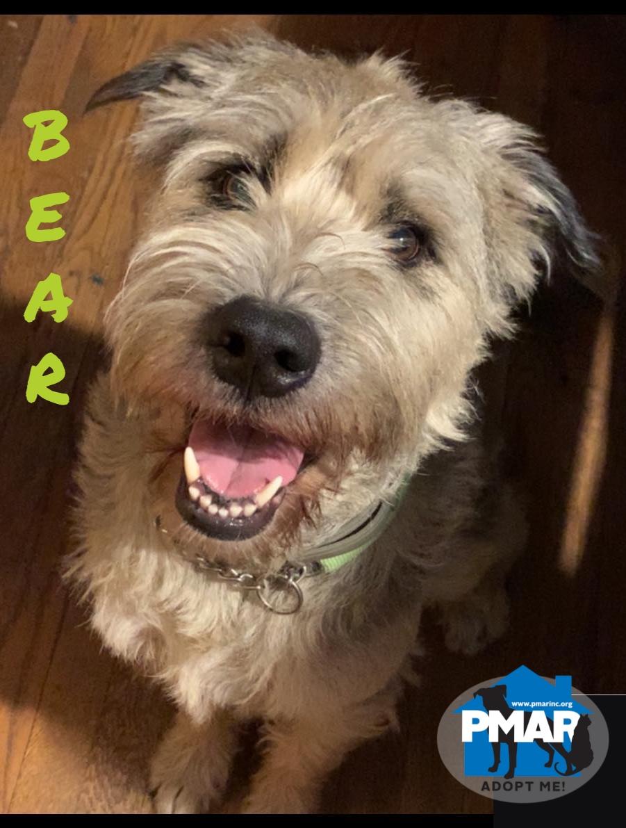 Bear, Adoptable, Adult Male Wheaten Terrier.