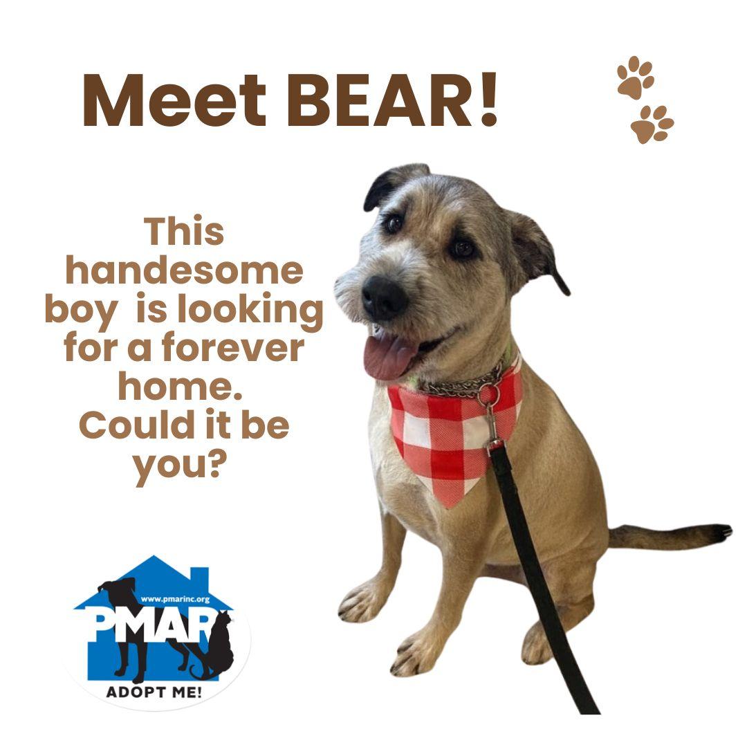 Bear, a Adoptable mixed breed in Binghamton, NY image 1/6